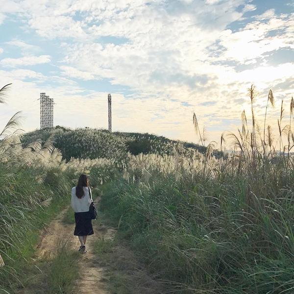 芒草高過人! 台北賞芒秘景